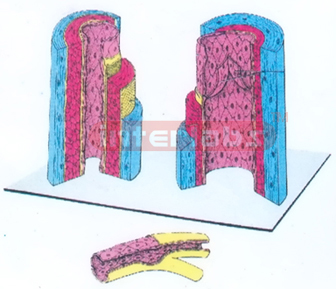 HUMAN THREE DIMENTIONAL ARTERY, VEIN AND CAPILLARY MODEL